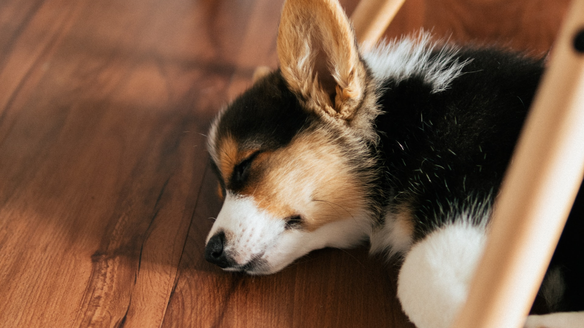 A puppy dozing peacefully beneath a cozy chair on a wooden floor.